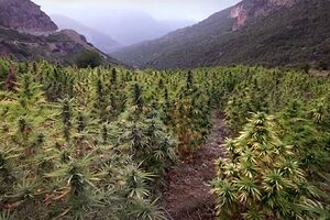 Champs de cannabis à Ketama, au cœur du Rif marocain.