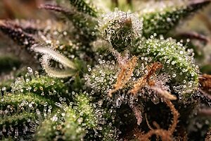 Fleur de chanvre CBD de première qualité cultivée en intérieur, avec des trichomes visibles et une structure cristalline.