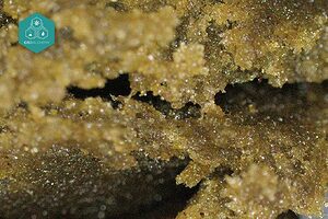 Le haschisch CBD de qualité supérieure se caractérise par sa forte concentration en CBD et sa texture riche en résine.